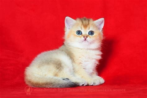 Влияние на развитие котенка от бьющих по голове