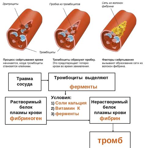Влияние на свертываемость крови