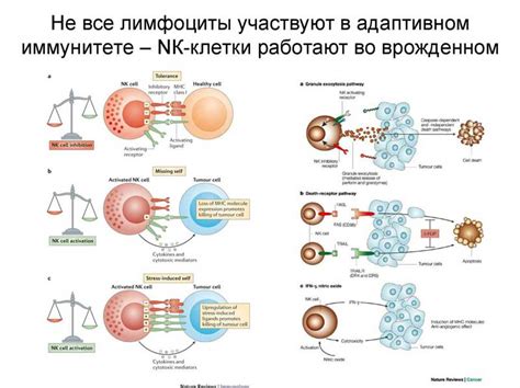 Влияние незрелой иммунной системы
