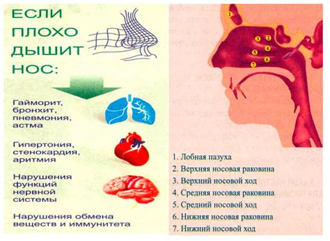 Влияние носового дыхания на перераспределение воздуха