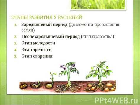 Влияние окружающих растений на рост и развитие дуба
