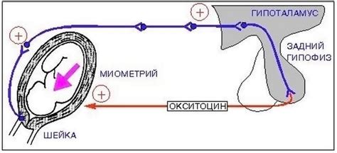 Влияние окситоцина на сокращение кишечника
