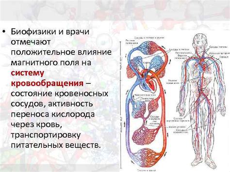 Влияние остроты перца на систему кровообращения