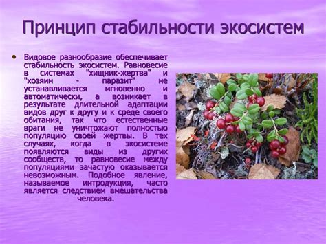 Влияние пауков на экосистему и среду обитания