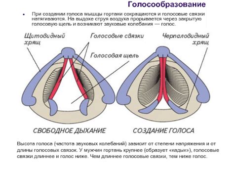 Влияние питания на голосовые связки