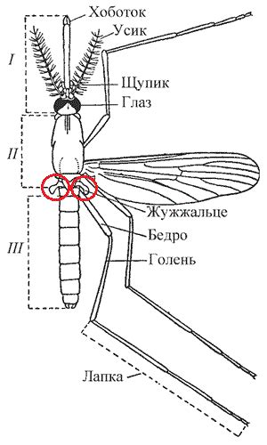 Влияние пола комаров на их поведение