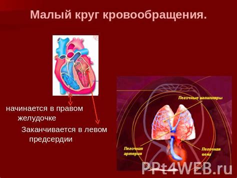 Влияние понижения градуса на кровообращение