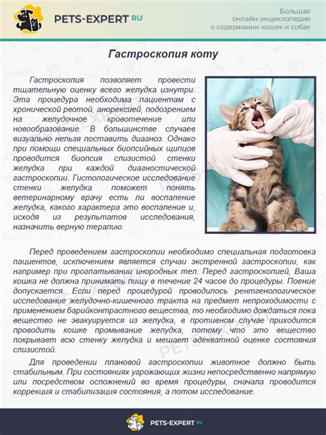 Влияние поноса на организм кошки