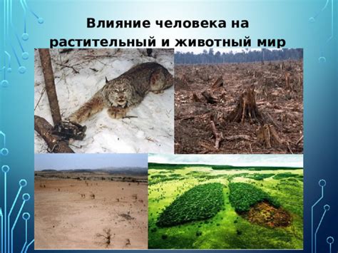 Влияние рассеянного света на животный мир