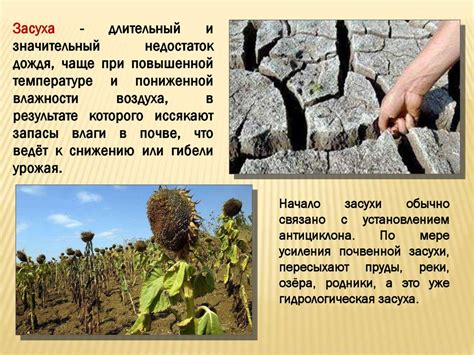 Влияние российского климата на производство гречки