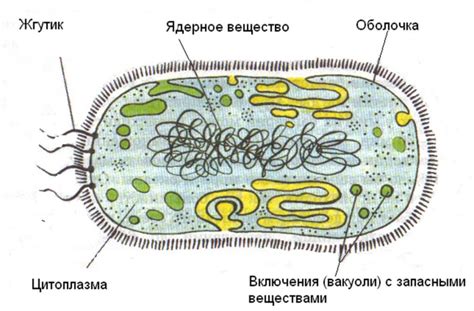 Влияние сенной палочки на здоровье и организм:
