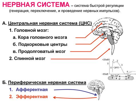 Влияние совмещения Новопассита и валерьянки на нервную систему