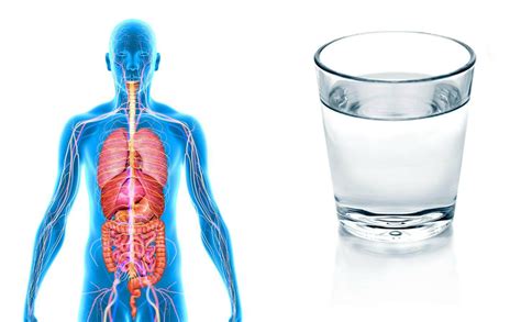 Влияние соленой воды на организм