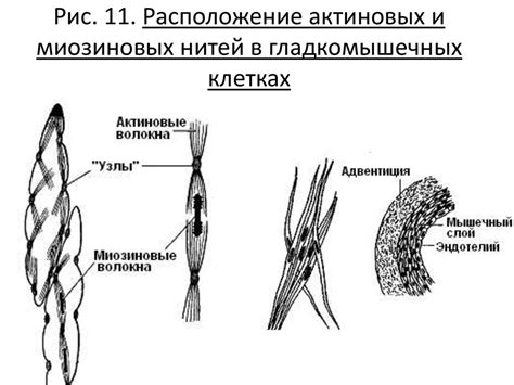 Влияние толстых миозиновых нитей на силу и скорость мышечной сократительной активности