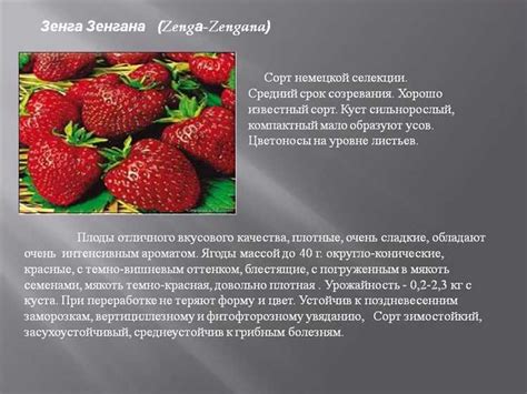 Влияние условий выращивания на созревание помидоров