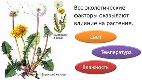 Влияние факторов окружающей среды на форму листьев