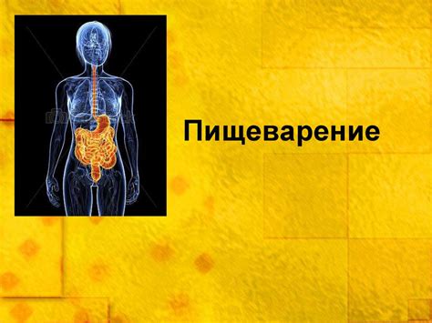 Влияние фермента папаин на пищеварение