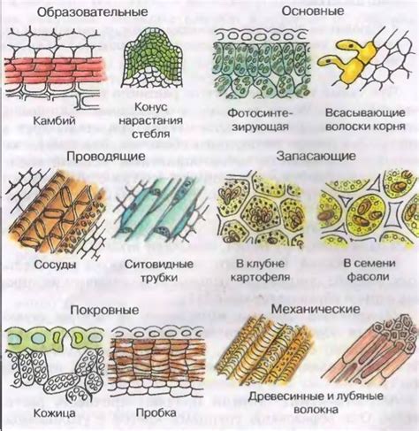 Влияние хлорки на различные виды тканей