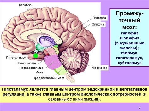 Влияние эмоций на уровни гормонов