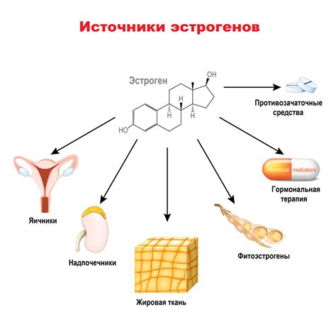 Влияние эстрогена