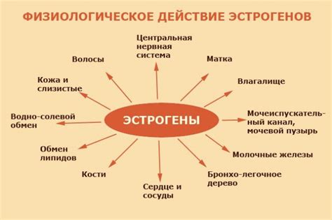 Влияние эстрогена на организм: механизмы действия и здоровье
