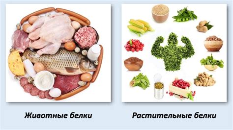Влияние яичного белка на обмен веществ и жировую ткань
