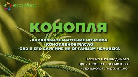 Влияние CBD-масла на организм: преимущества и действие