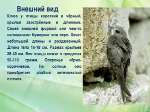 Внешний вид взрослых стрижей
