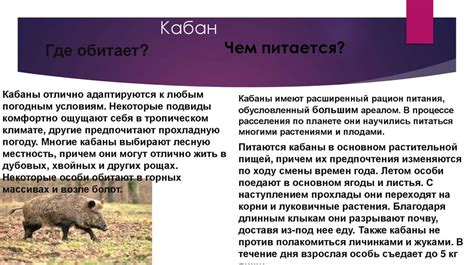 Внешний вид и особенности бяшей