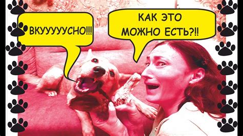 Внимание к реакции собаки: