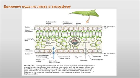 Водный режим и цветение