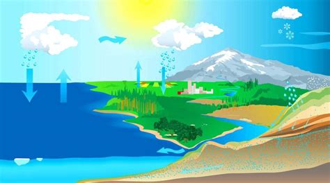 Водный цикл: ключевой фактор