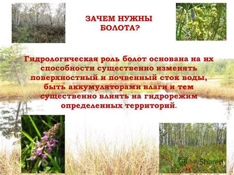 Водоочистительные способности болот