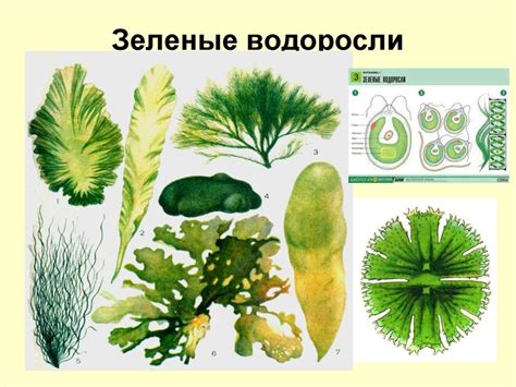Водоросли: особенности распространения в глубоких водах