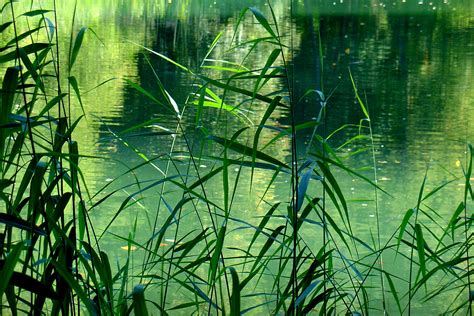 Водоросли и водяные растения