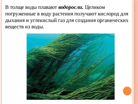 Водоросли и углекислый газ