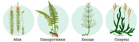 Водоросли как вид растений