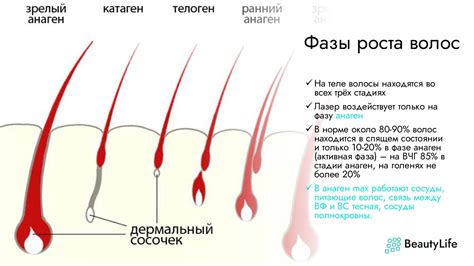 Воздействие внешних факторов на рост волос на локтях