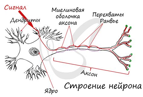 Воздействие на нервные окончания