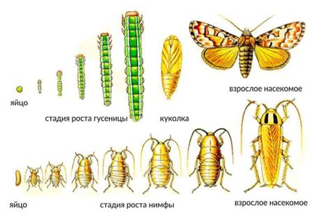 Воздействие шкодливых насекомых