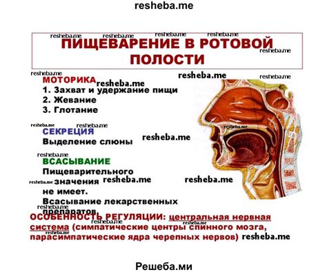 Воздух внутри ротовой полости