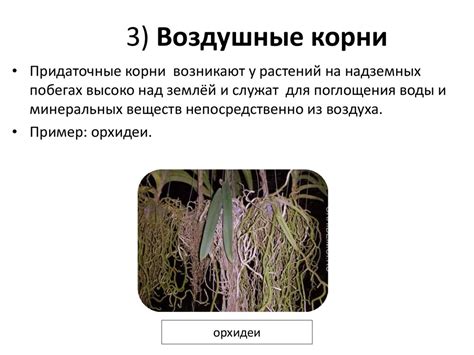 Воздушные корни
