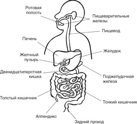 Возможное нагружение пищеварительной системы