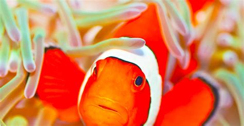 Возможности настройки голоса в клоун Fish