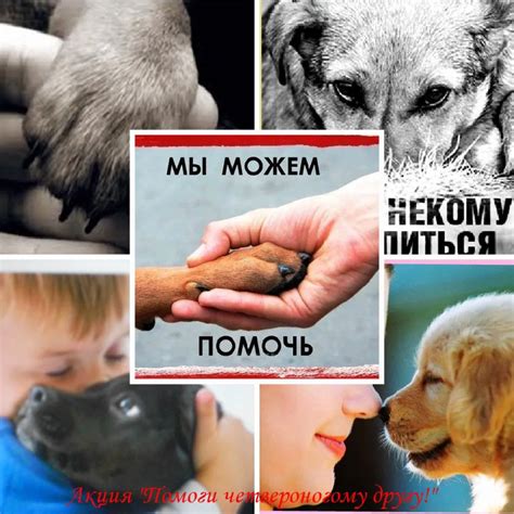 Возможности усыновления и помощи бездомным животным