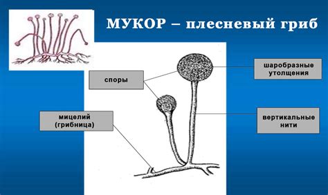 Возможность образования плесени и грибка