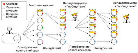 Возможность привести к нарушению генетического разнообразия