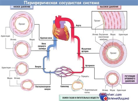 Возможные причины ненормального развития кровеносных сосудов
