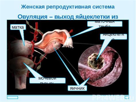 Возможные причины сохранения репродуктивных инстинктов после кастрации