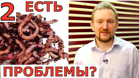 Возможные проблемы и их решение при выращивании шиитаке